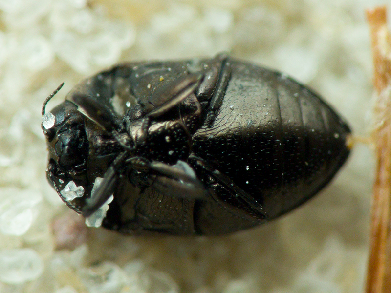 Buprestidae Leach, 1815